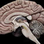 Comment prendre soin de votre cerveau dès 8h du matin : six habitudes matinales qui peuvent réduire le risque de maladie d’Alzheimer