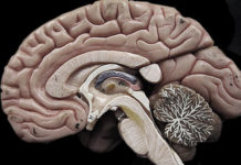 Comment prendre soin de votre cerveau dès 8h du matin : six habitudes matinales qui peuvent réduire le risque de maladie d’Alzheimer