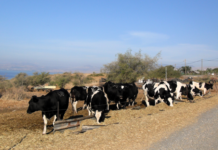 Autorisé par l’État : des déjections de volailles dans les hamburgers que vous consommez