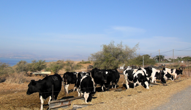 Autorisé par l’État : des déjections de volailles dans les hamburgers que vous consommez