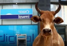 Banque Leumi: un taureau en colère est arrivé et s’est déchaîné à la succursale de Lod