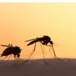 Alerte sanitaire mondiale : l’OMS prévient d’une potentielle pandémie liée au virus du chikungunya transmis par les moustiques