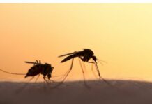 Alerte sanitaire mondiale : l’OMS prévient d’une potentielle pandémie liée au virus du chikungunya transmis par les moustiques