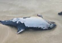 Mystère sur les côtes d’Israël : qu’est-ce qui fait mourir les dauphins ?