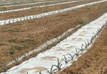 L’agave bleue que les agriculteurs frontaliers de Gaza cultivent : la meilleure tequila du Moyen-Orient