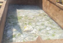 Invasion de méduses géantes sur les côtes du sud d’Israël : la centrale de Rutenberg en état d’alerte