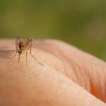 Surréalisme technologique : la Chine dévoile un « moustique-drone » quasi indétectable