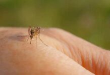 Surréalisme technologique : la Chine dévoile un « moustique-drone » quasi indétectable