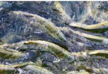 Quand Israël sauve le saumon norvégien : la technologie bleue venue du désert