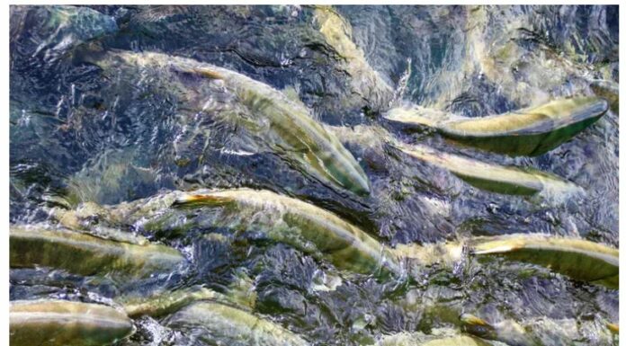 Quand Israël sauve le saumon norvégien : la technologie bleue venue du désert