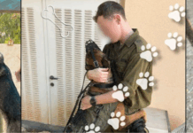 Dans les coulisses de l’unité Oketz : comment se déroule la formation des chiens de combat de Tsahal