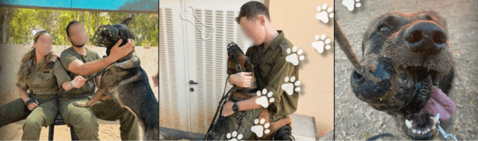 chiens idf