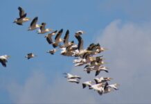 Un phénomène rare : des centaines de milliers d’oiseaux d’Europe sont arrivés en Israël