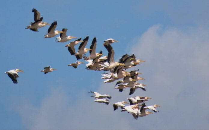 343386_הציפורים_הנודדות_באגמון_החולה