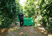 Pomelos dorés de la ferme Schwartz : quand les Israéliens se mobilisent pour sauver un verger menacé 🍋🇮🇱