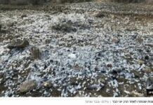 Massacre écologique en Galilée : des chasseurs abattent des centaines de “pigeons géants” — le pays sous le choc