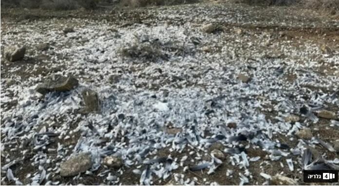 Massacre écologique en Galilée : des chasseurs abattent des centaines de “pigeons géants” — le pays sous le choc
