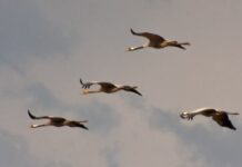 Israël sous le vol des grues : une symphonie naturelle au-dessus d’un pays en éveil