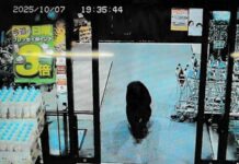 États-Unis et Royaume-Uni publient une alerte de voyage pour le Japon : hausse inquiétante des attaques d’ours