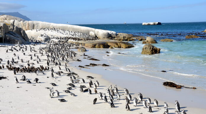 Une extinction silencieuse : des milliers de manchots meurent de faim et l’espèce pourrait disparaître d’ici dix ans