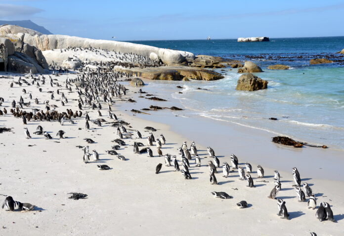 Boulders_Beach_Suedafrika