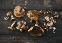 Vague hivernale : des dizaines de cas d’intoxication après la consommation de champignons en décembre