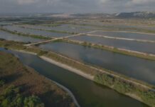 Un spectacle qui n’arrive qu’une fois par décennie : une des espèces les plus rares du monde observée dans le nord d’Israël