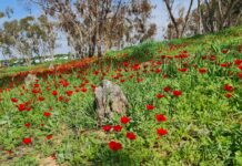 Le printemps est bien installé en Israël… mais quand la pluie fera-t-elle son retour ?