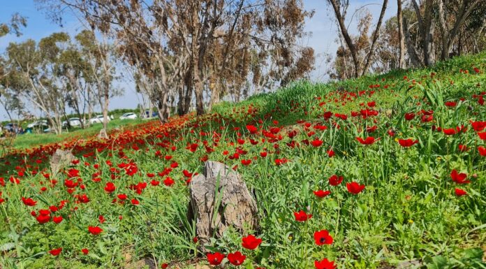 Le printemps est bien installé en Israël… mais quand la pluie fera-t-elle son retour ?