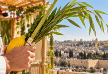 Sukkot 2026 : la leçon de flexibilité de la branche d’arava